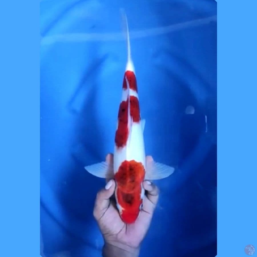 ( 36CM ) KOROMO ORIGINAL - MALE