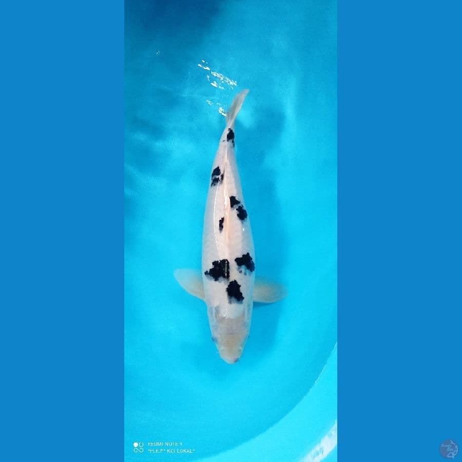 bekko 40 cm SQ male