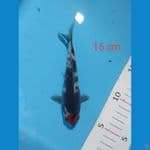 Tancho 15 cm