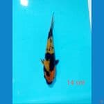 Hiutsuri 14 cm