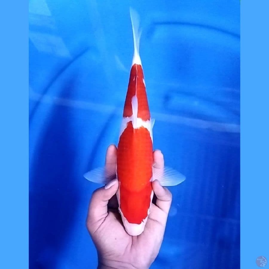 ( 33CM ) KOHAKU MANTAP - MALE