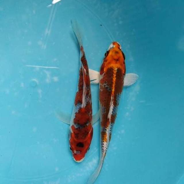 Duo mini jos original