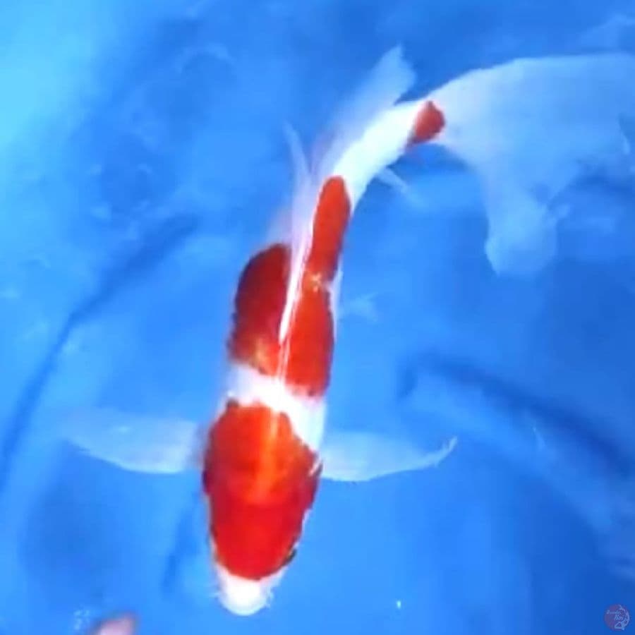 ( 38CM ) KUMPAY KOHAKU - FEMALE