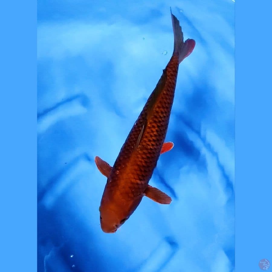 ( 43CM ) CHAGOI TEMBAGA - FEMALE