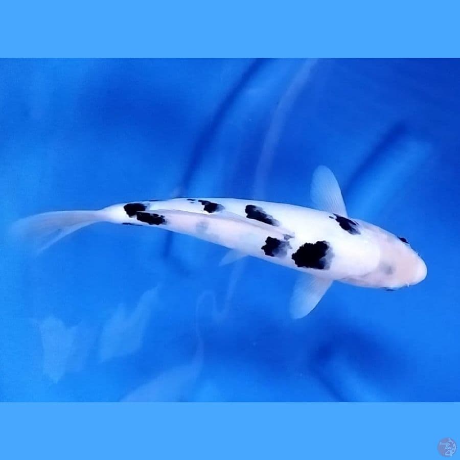 ( 28CM ) QUALITY BEKKO - MALE