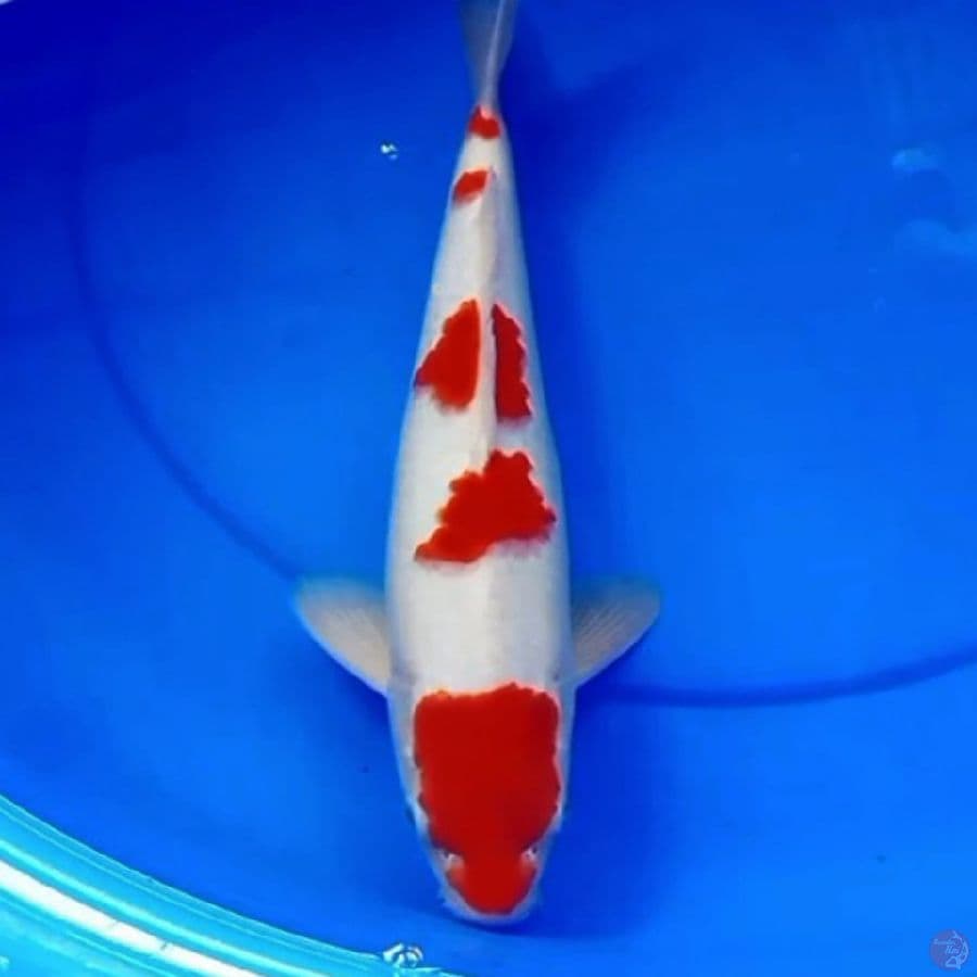 34cm 5STEP AKAIBARA KOHAKU