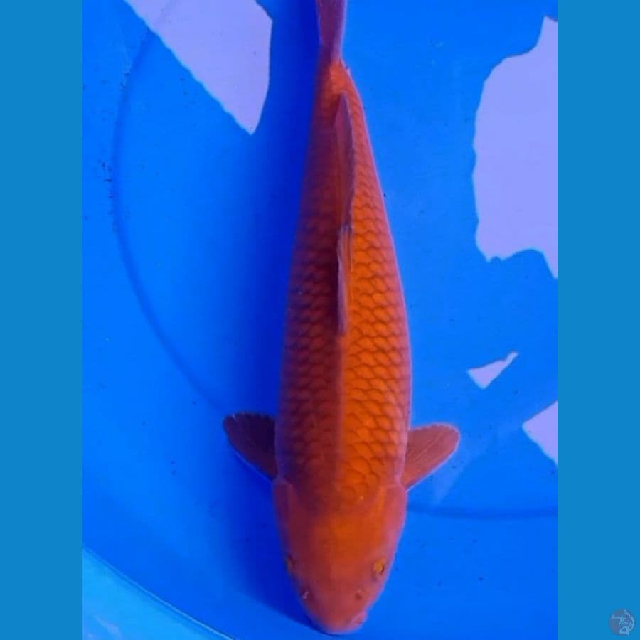 39cm BULKY CHAGOI JINAK