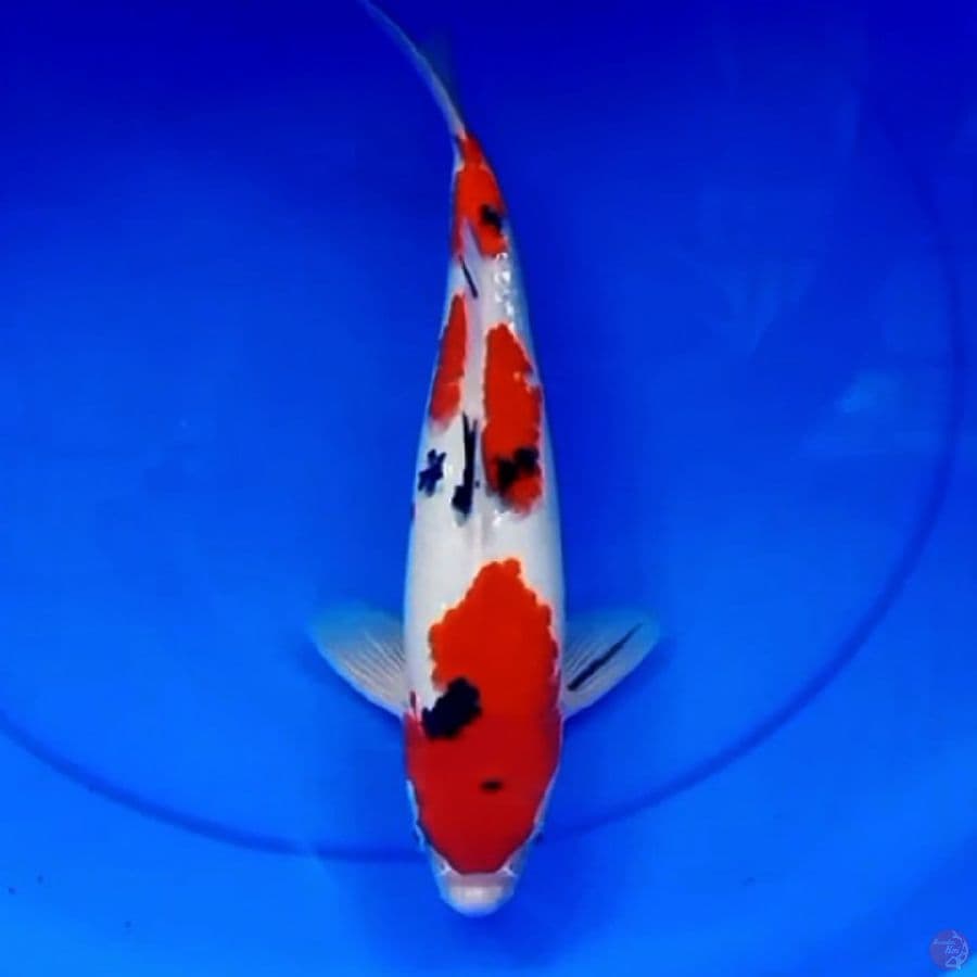 36cm SQ SANDAN SANKE