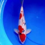 38cm JUMBO TATEGOI SANKE