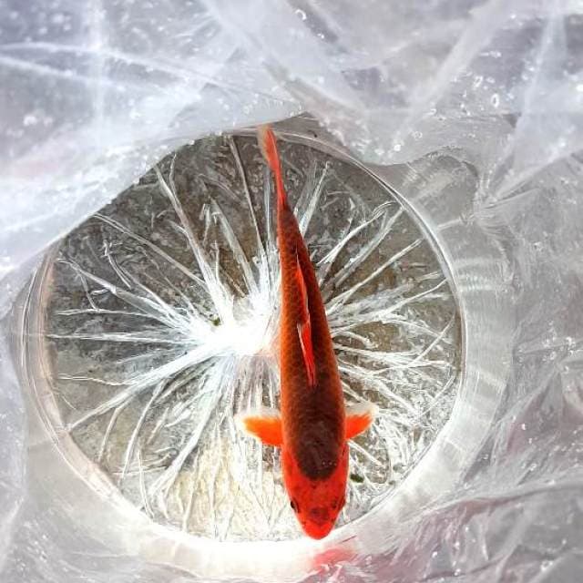 Akamatsuba 27cm