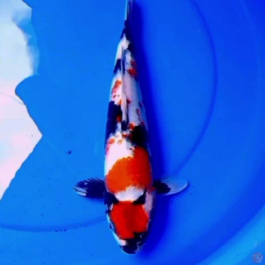 30cm KINDAI SHOWA HIGH QUALITY
