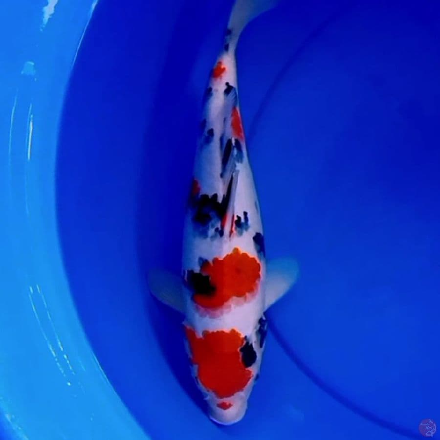 37cm F1 TSUBOSUMI SANKE