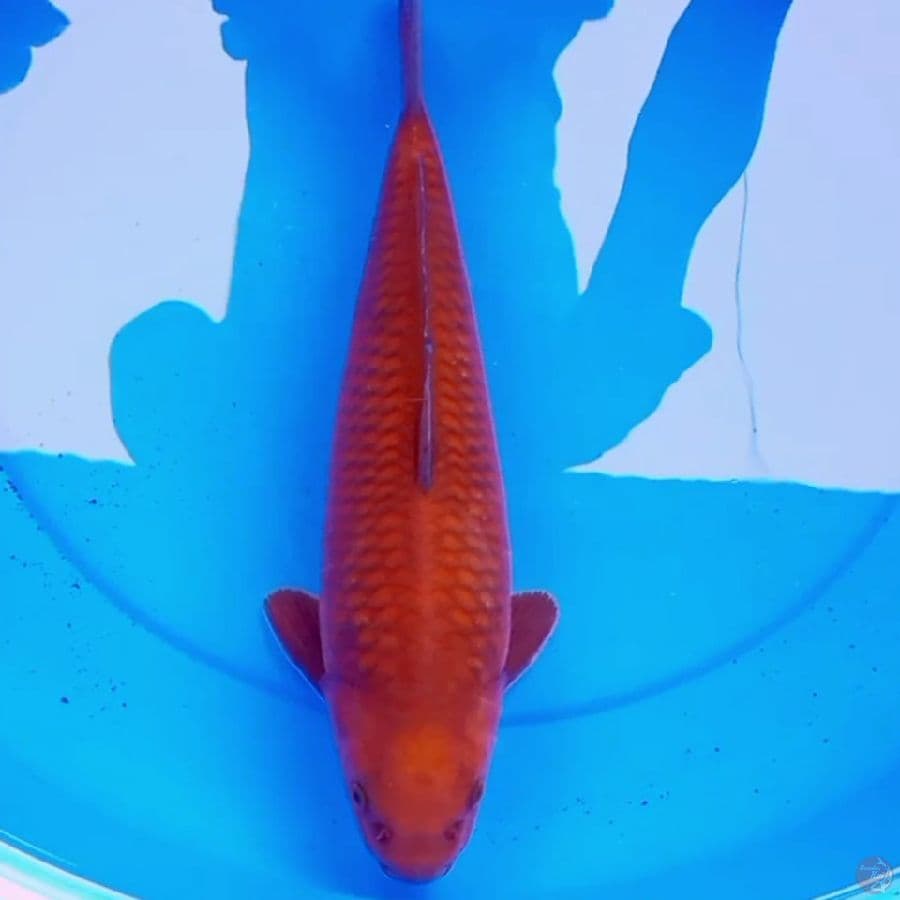 41cm CHAGOI TEMBAGA JINAK