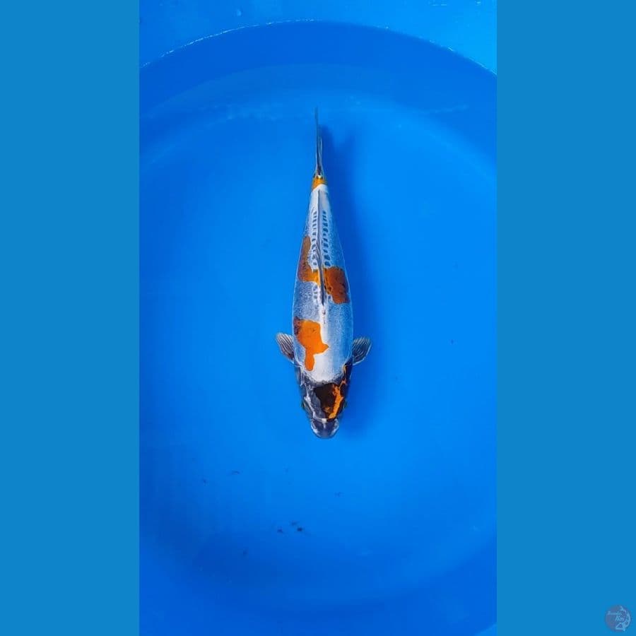 MALE KIKOKURYU 30CM ORIGINAL