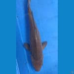 SUPER CARAMEL NON GINRIN 32CM