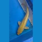 KARASHI GINRIN 26CM F1