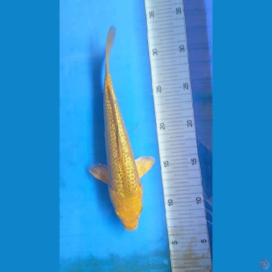 CARAMEL GINRIN 25CM