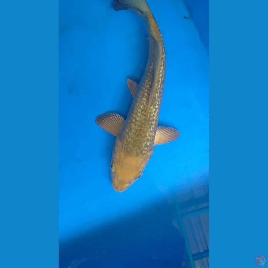 CARAMEL GINRIN 27CM