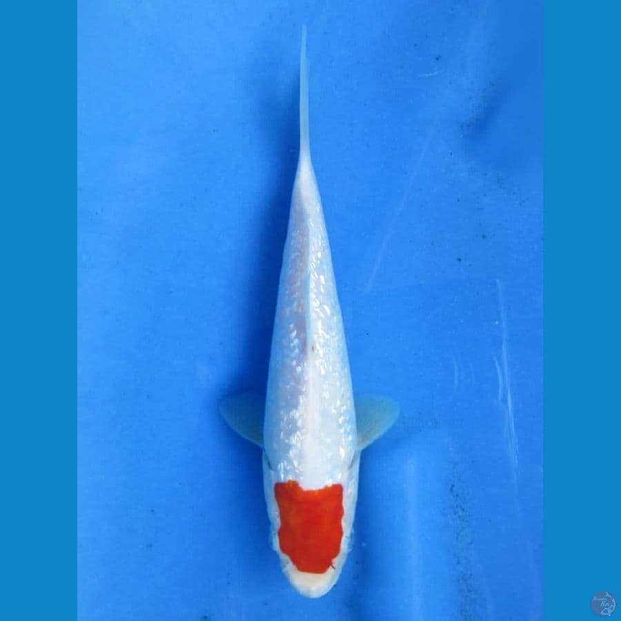 25cm - Ori Tancho Ginrin