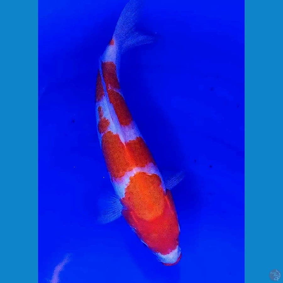 34 cm kohaku step 4 joz