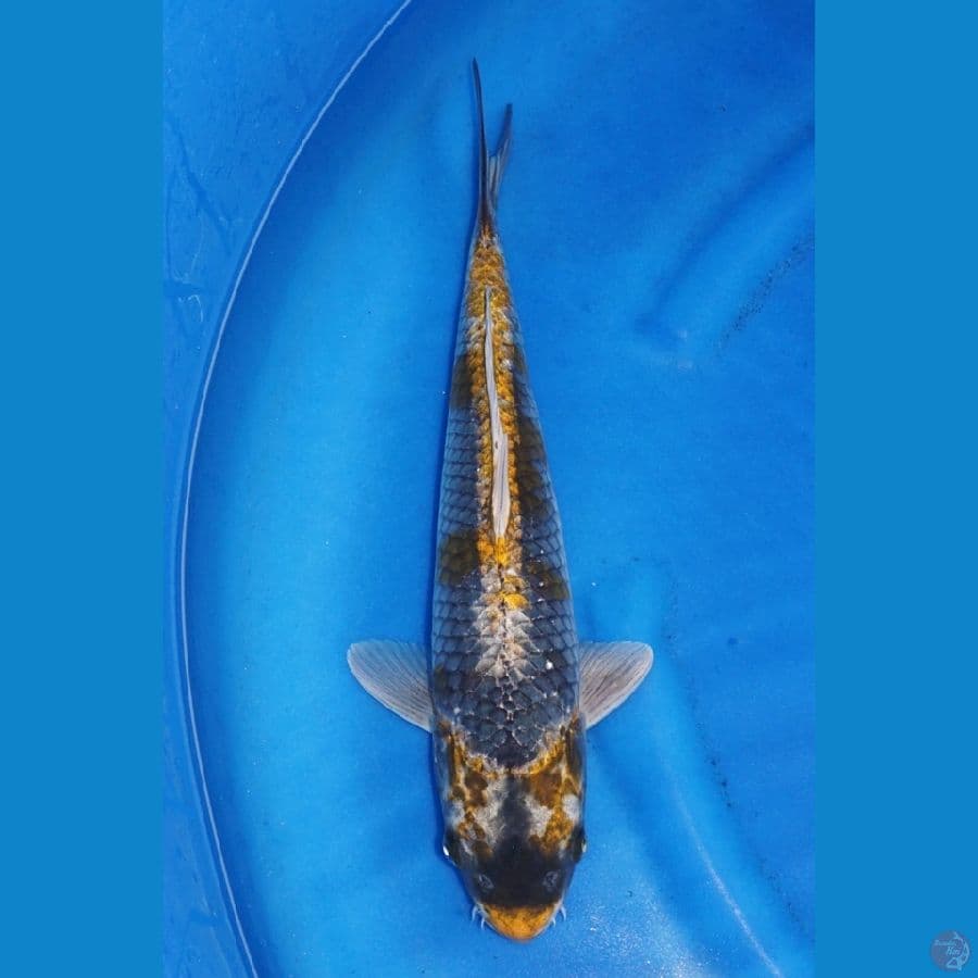 42cm - Jenis Langka ,