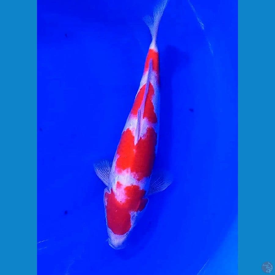 34 cm kohaku 4 step