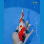 showa 28 cm 