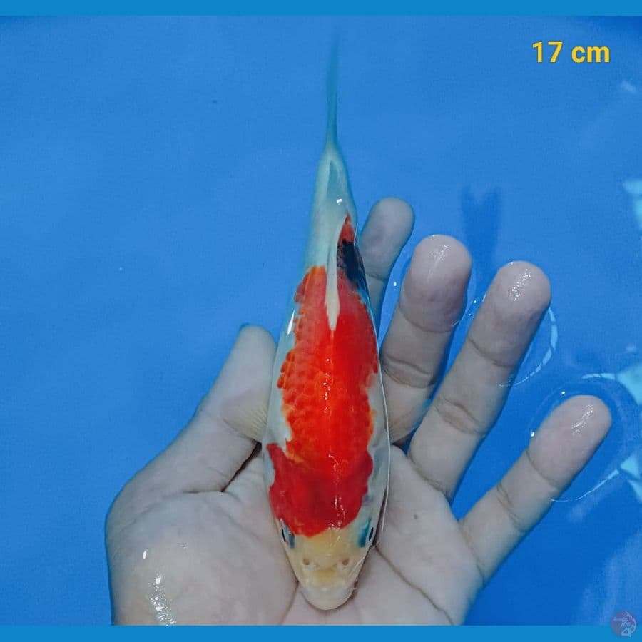 short body showa 17 cm