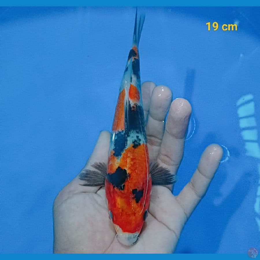 showa 19 cm