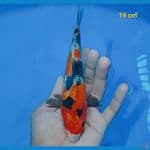 showa 19 cm