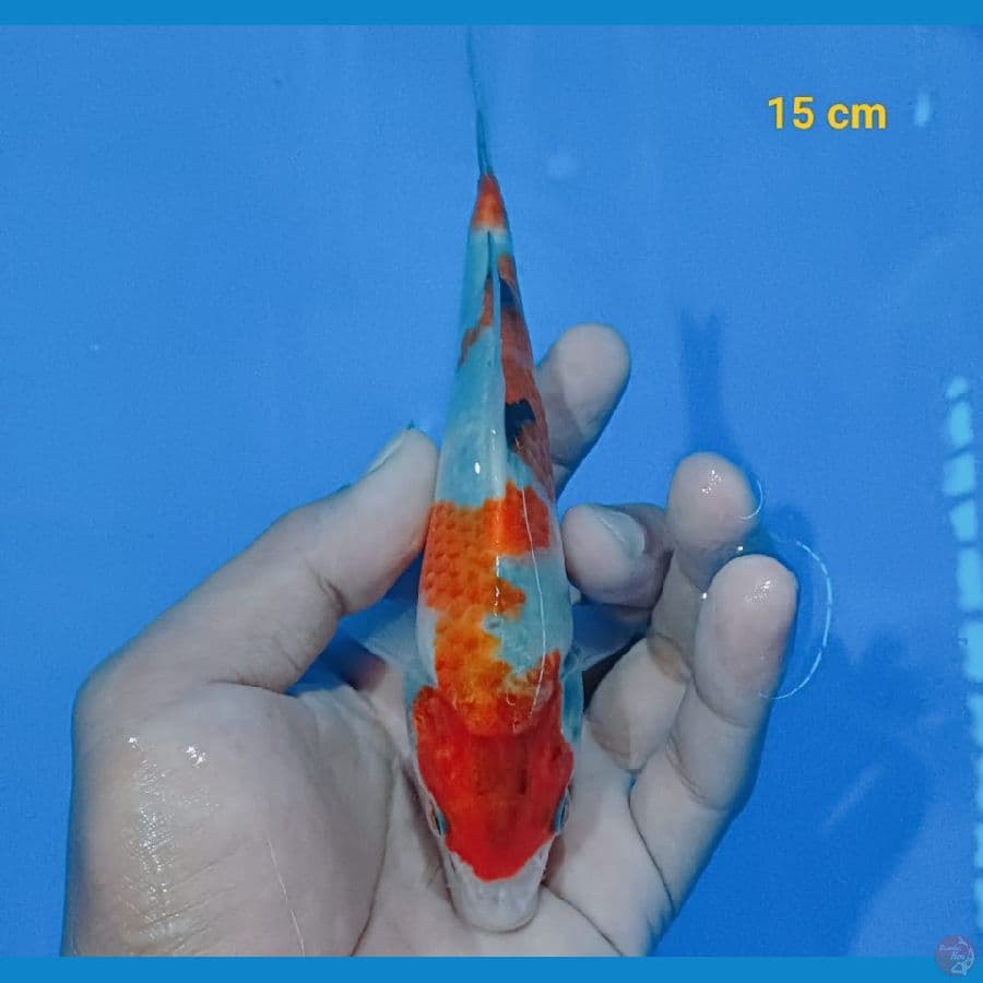 showa 15 cm