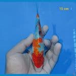 showa 15 cm