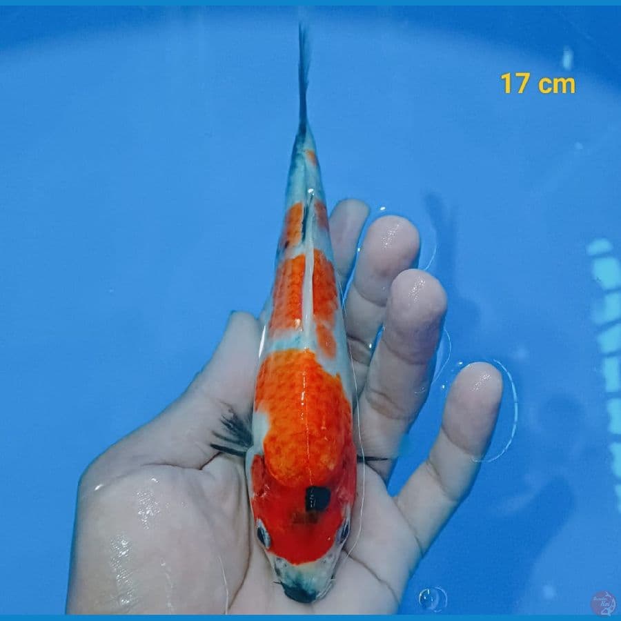 showa 17 cm 