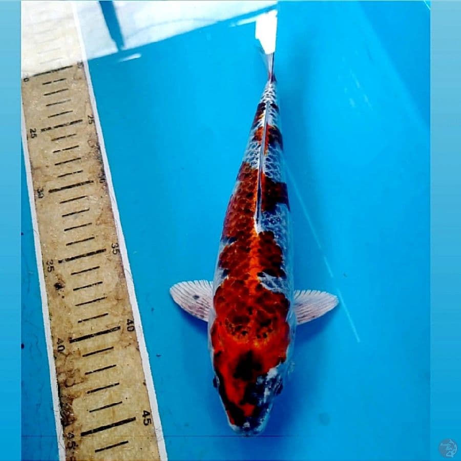 beni ginga, 26 cm