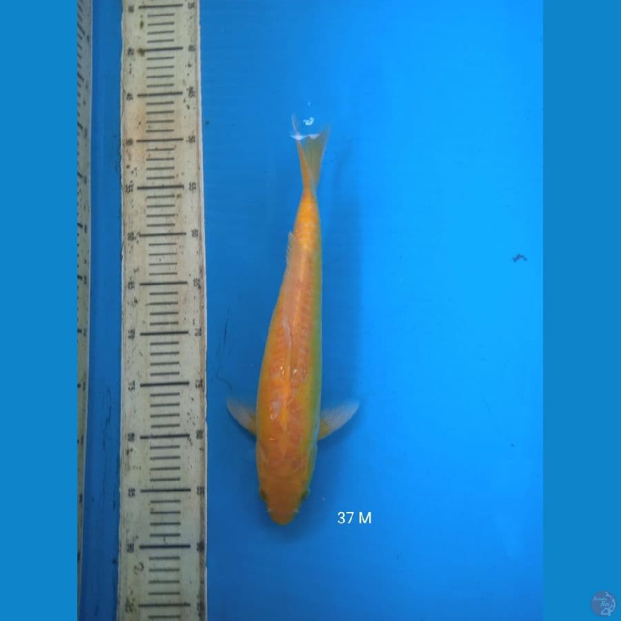 ayawakaba 37cm Male
