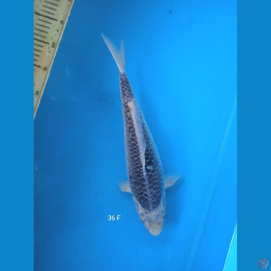 asagi 36cm F