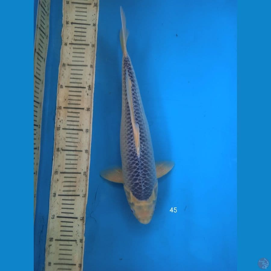asagi 45cm F