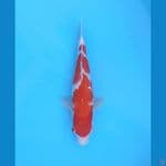 KOHAKU INAZUMA SPCL.30+CM