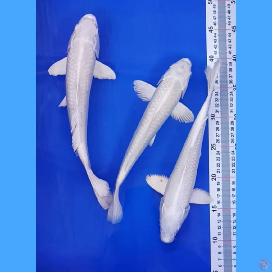 PLATINUM 30 CM