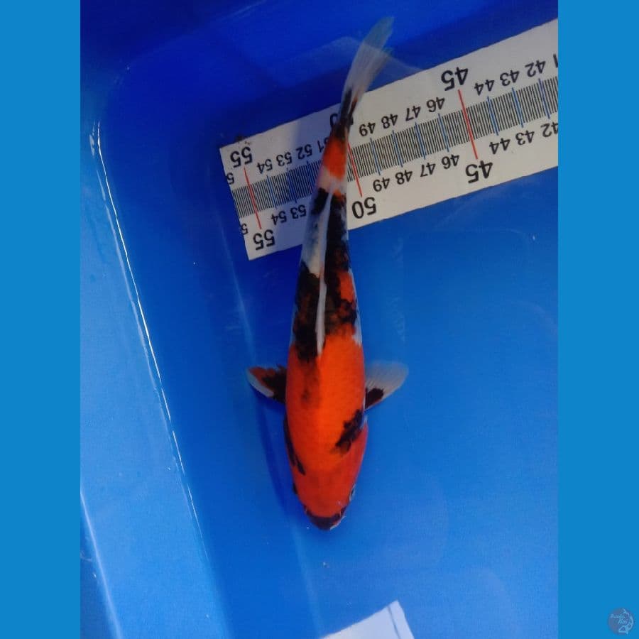 SHOWA 21 CM