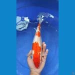 KOHAKU ORIGINAL | 34cm Fm