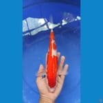 KOHAKU JOSS | 32cm Male