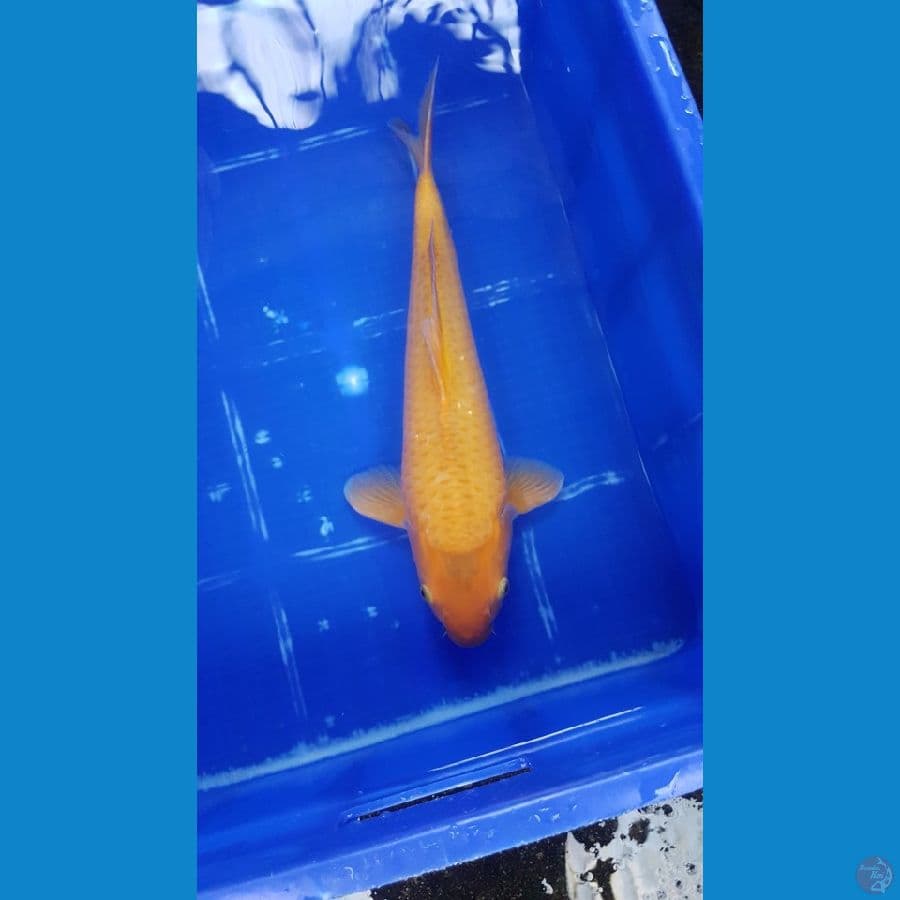 Caramel 41 cm