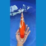 KOHAKU JOZZ | 34cm Female