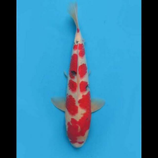 35cm Male - F1 Sanke Sakura Ori 