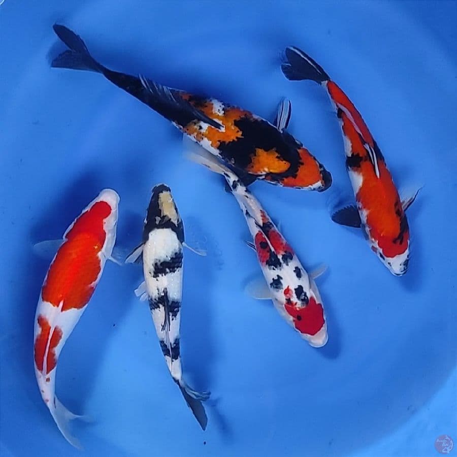 mix 27-33cm