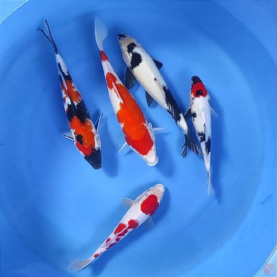 Mix 25-33cm