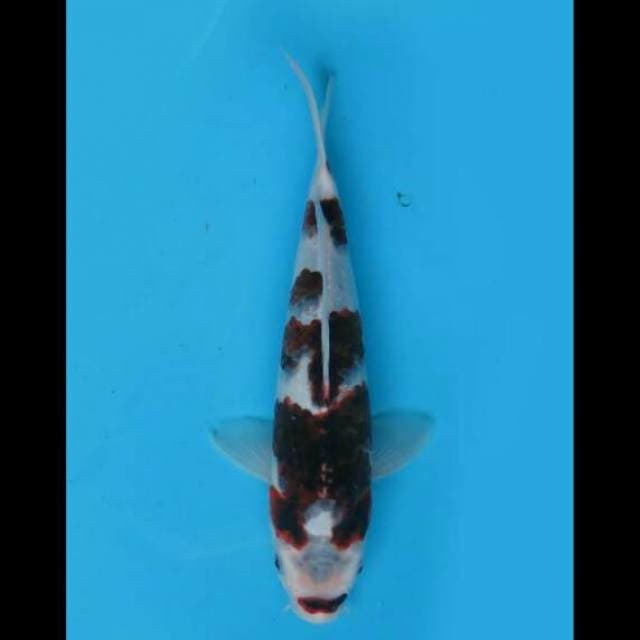 25cm Male - Sakura Budo Goromo