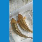 SQ CARAMEL GINRIN 18-20CM