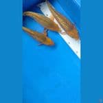 SQ CARAMEL GINRIN 20-23CM 